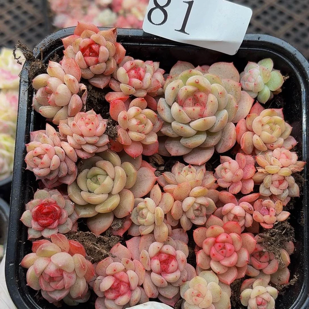 多肉植物多肉植物81