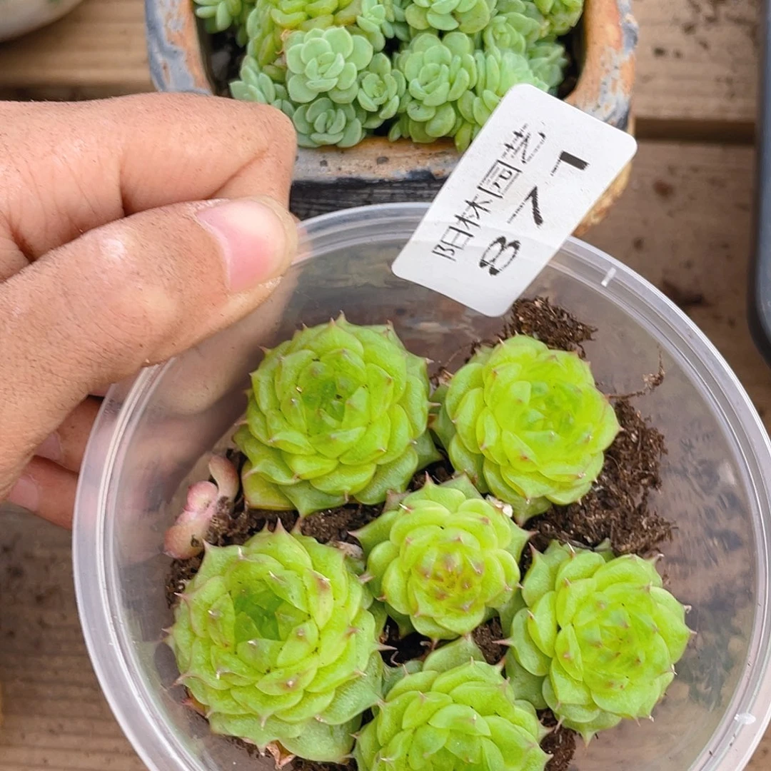 多肉植物多肉植物871