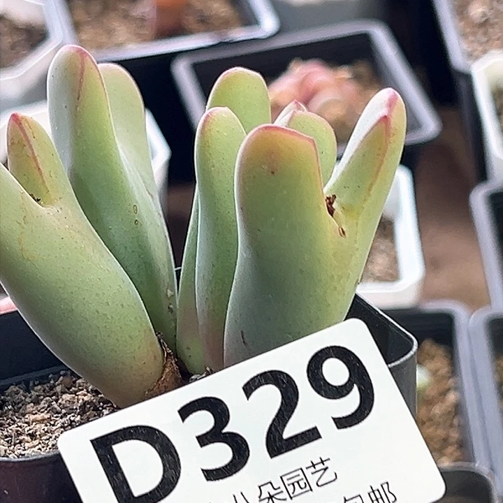 德*天大将111111多肉