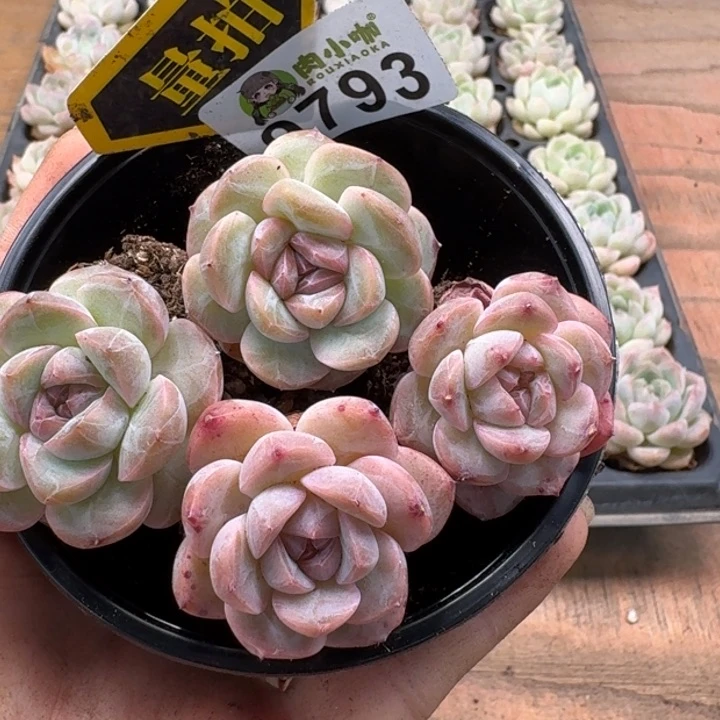 当前无花朵，栽培后可花朵多肉植物多肉植物