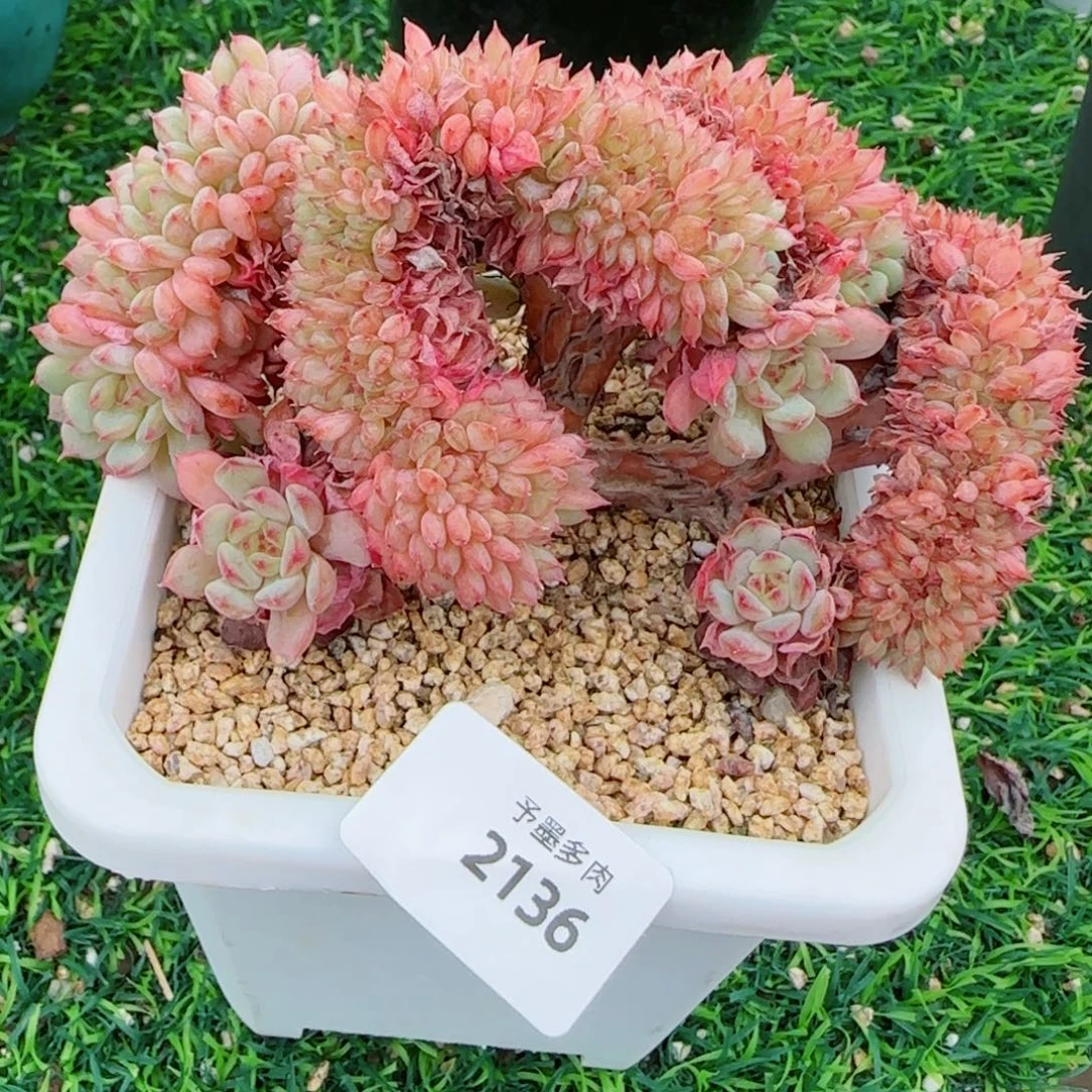 白胖子，2136多肉植物