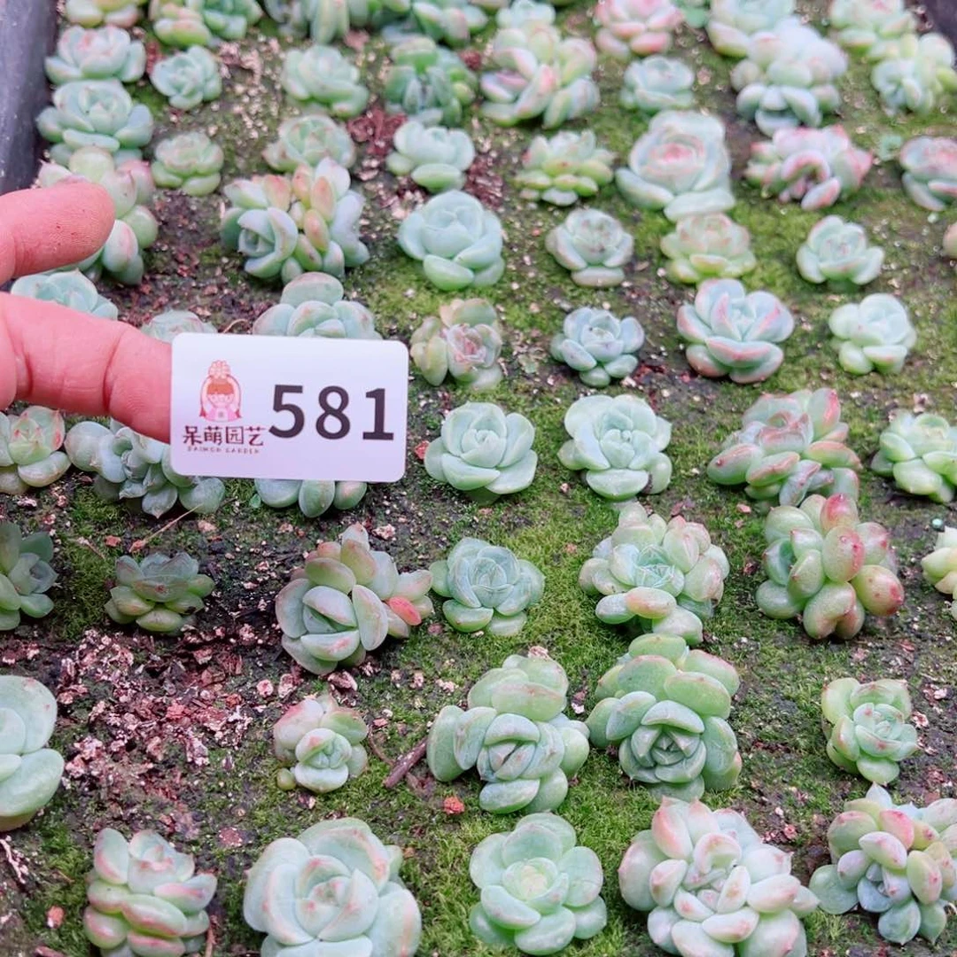会***散多肉植物多肉植物