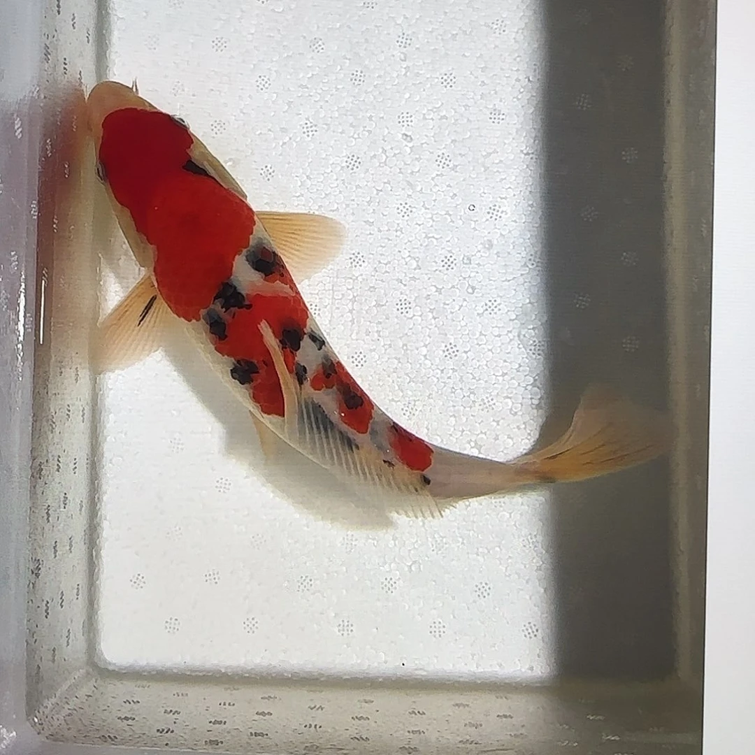 云南渔悦锦鲤四选大正一尾