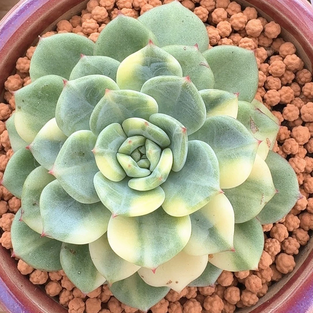 十里桃花锦多肉植物