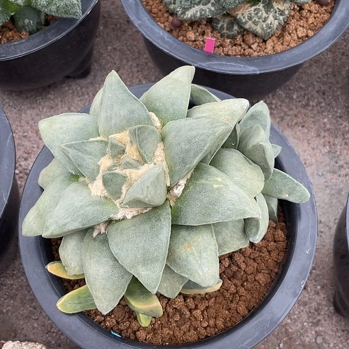 自根群生玉牡丹带锦一物一拍