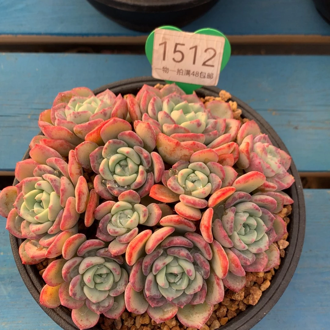 千山雪老桩平头1512