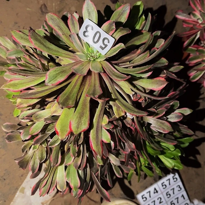 503萤火粉黛多肉植物处理不售后