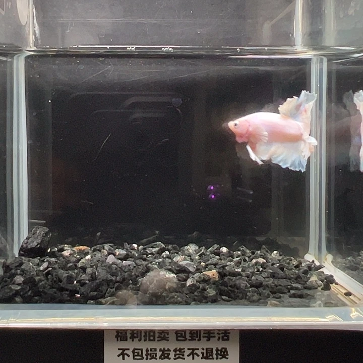 斗鱼竞拍跑单拉黑16日52