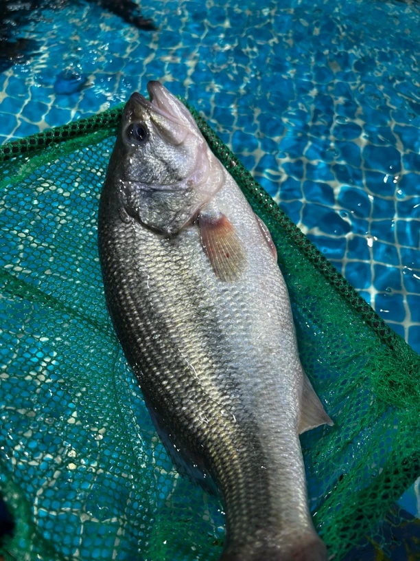 鲜活鲈鱼