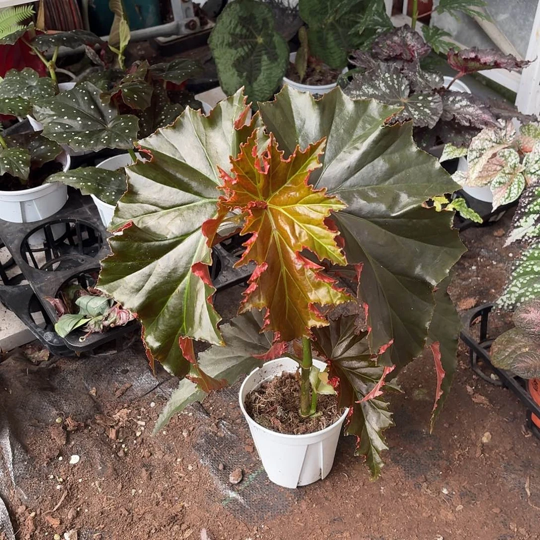 完全开放容若秋海棠