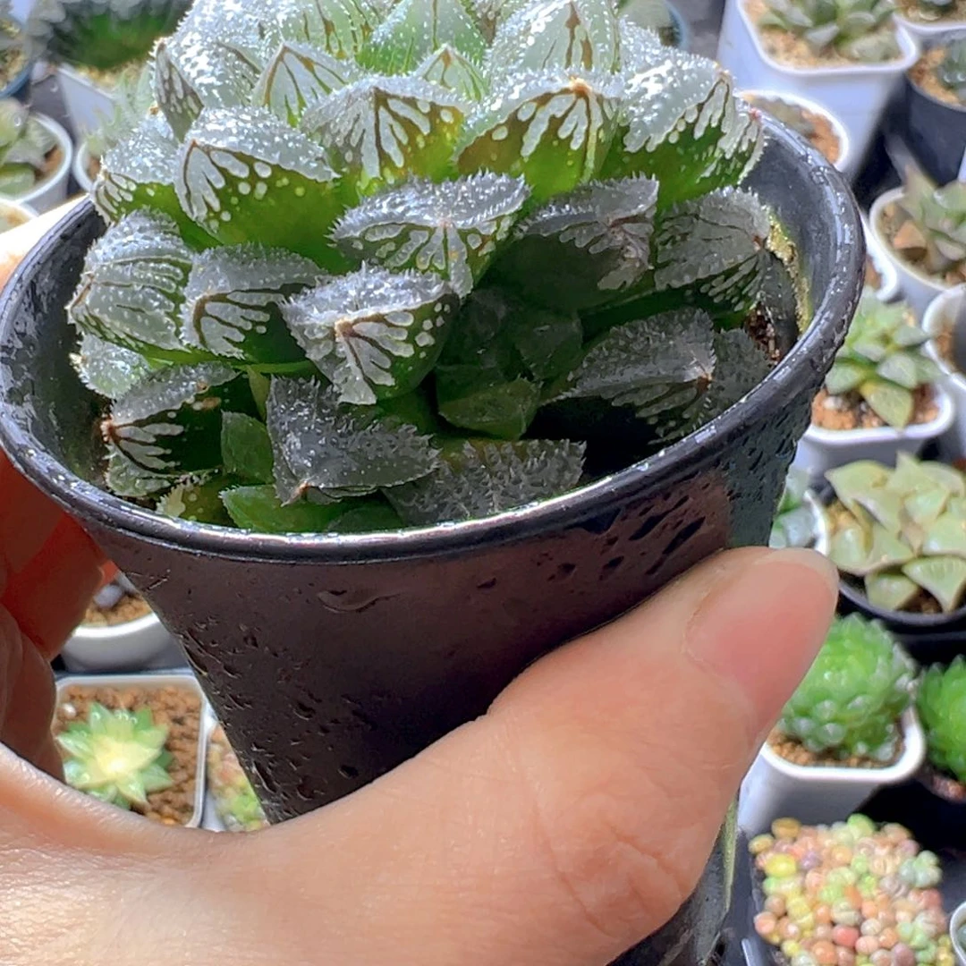 万象盆魔刺寿多肉多肉多肉！