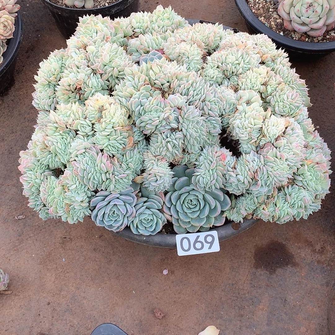 069香妃一物一拍多肉