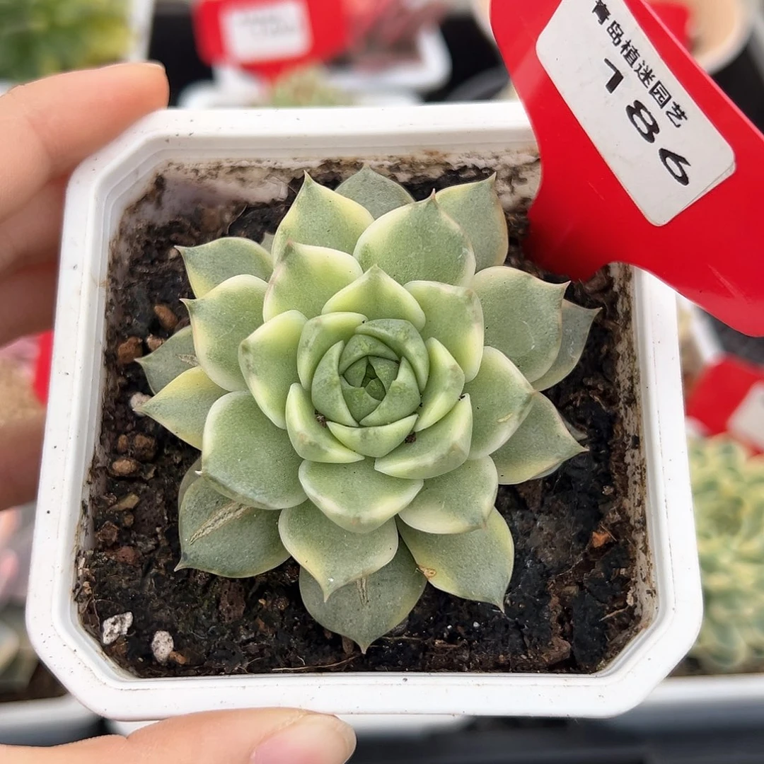 186号法比奥拉锦多肉植物