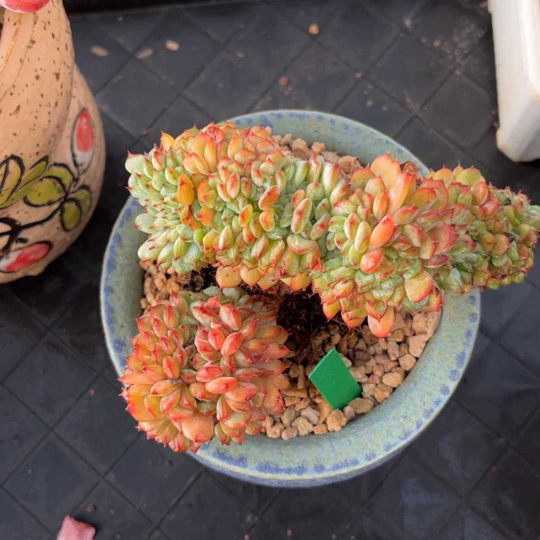 一物一拍：白胖缀化