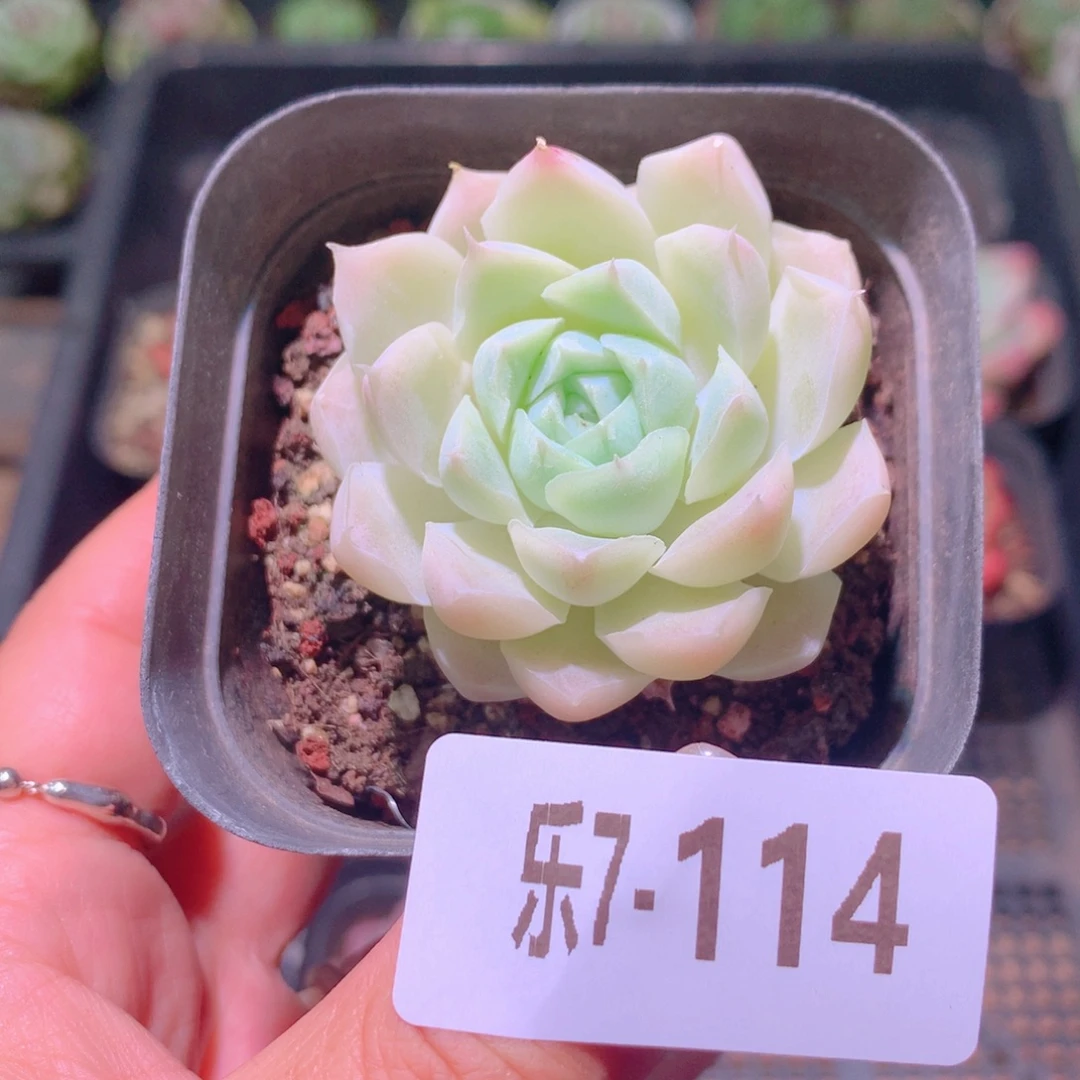 乐然7-114 白月影