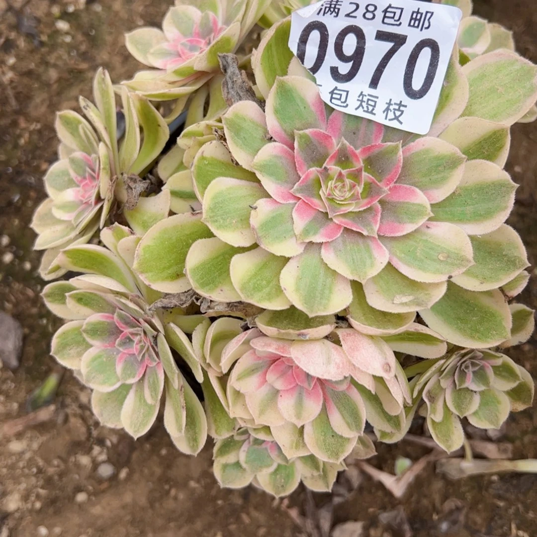 瑶光有断枝多肉植物法师0970
