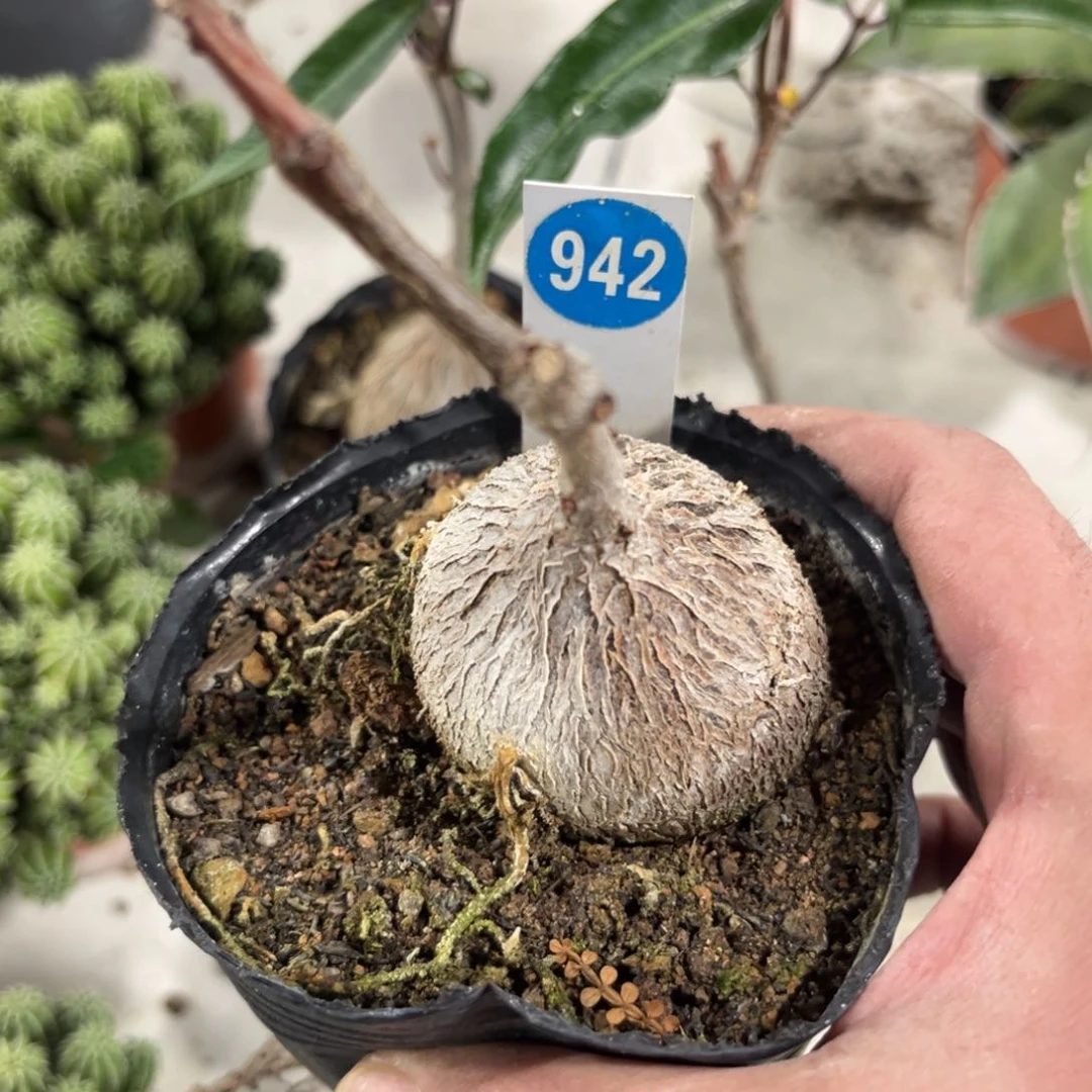 942紫背萝藦带盆带土