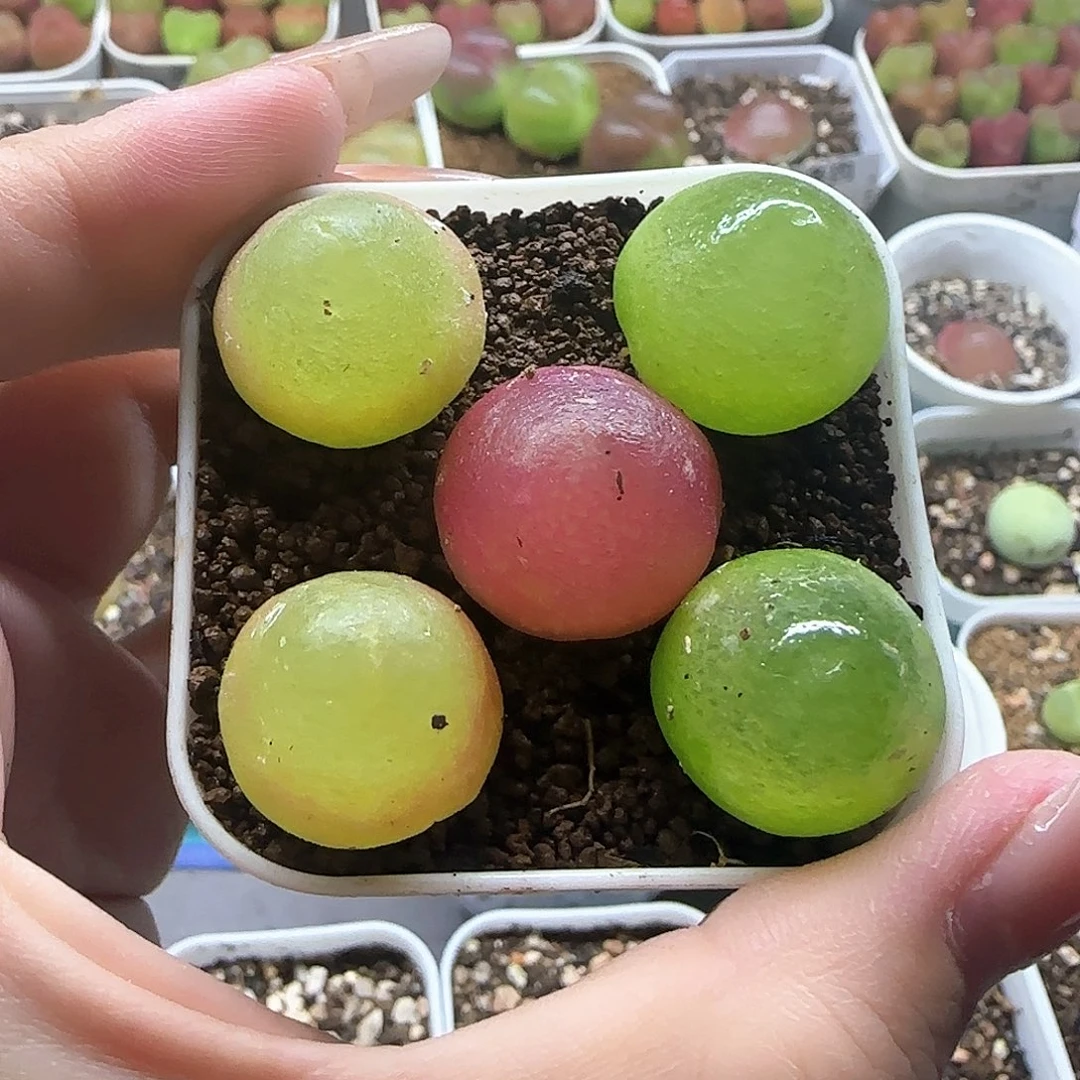 489灯泡五颗裸根发货