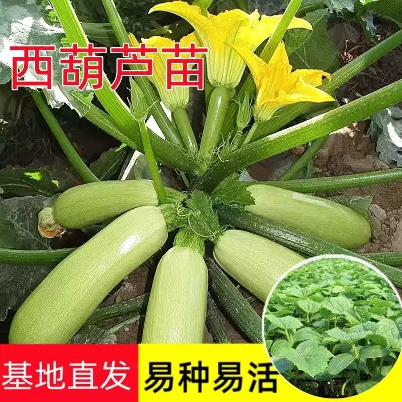 西葫芦秧苗西葫芦苗带土秧苗幼苗蔬菜苗高产早熟绿皮西葫芦苗占瓜