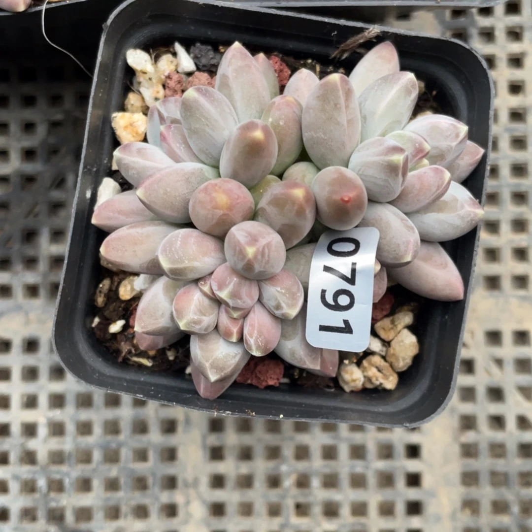 乌拉克拉多肉植物