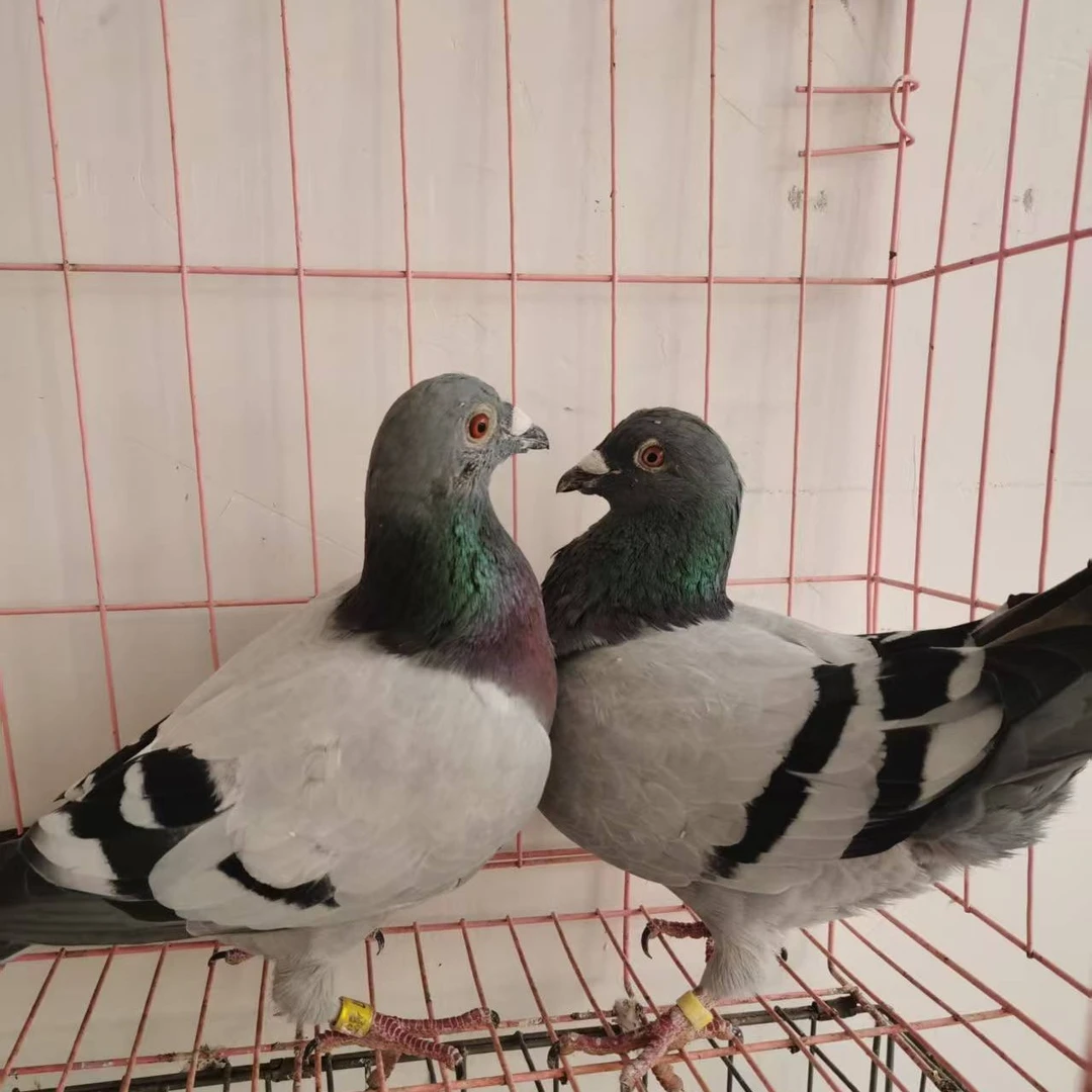 种鸽信鸽青年鸽幼鸽