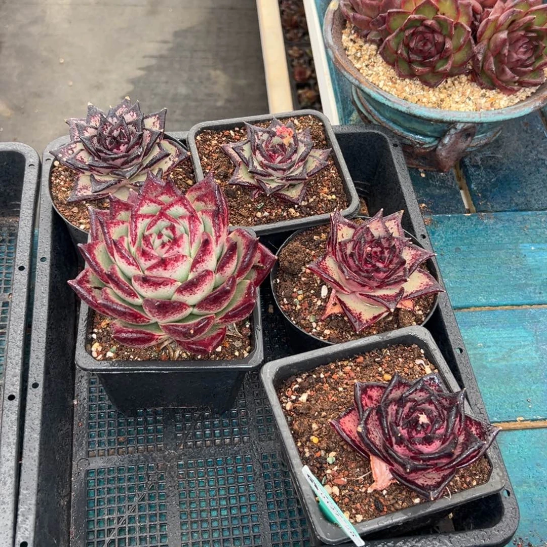 多肉一物一拍0127-28