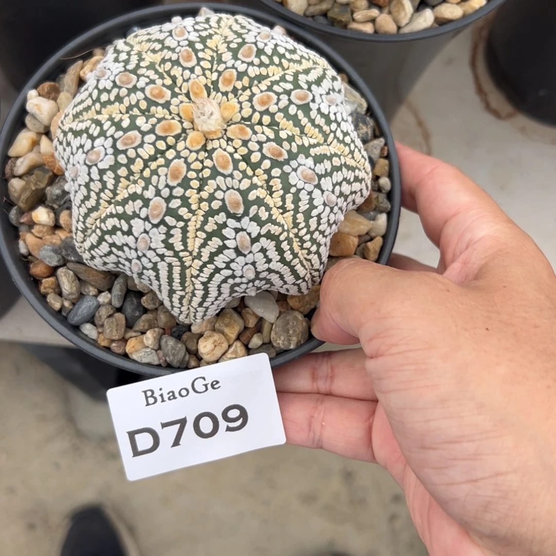 士*D709号兜仙人球多肉植物