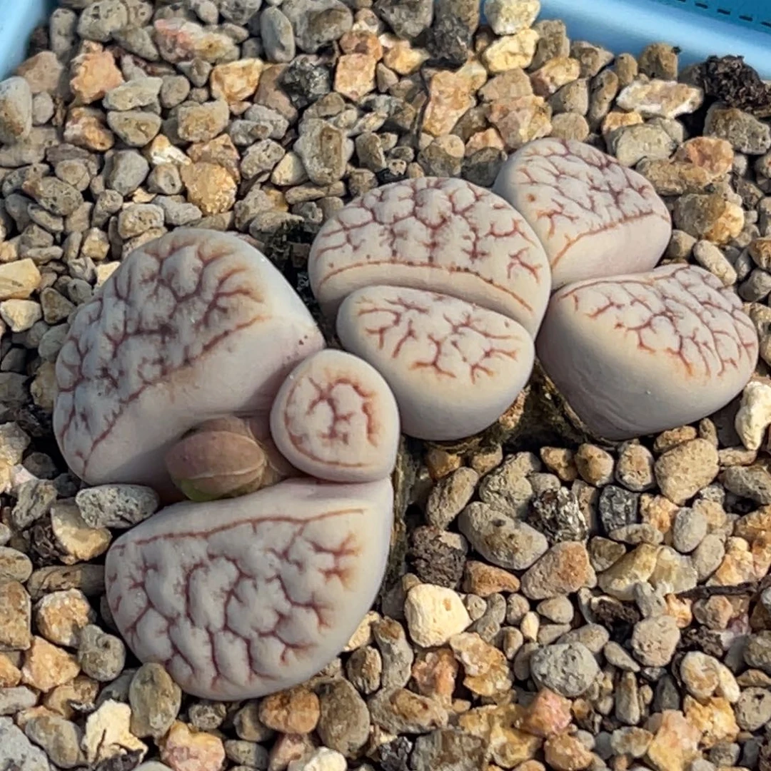 7912三头小怪荒群一颗