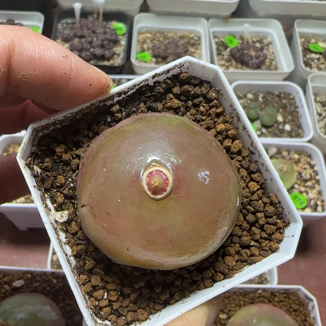 V***i专拍漂亮多肉植物182