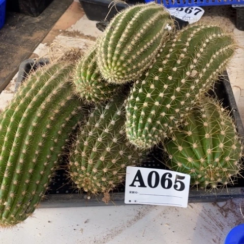 瑕疵毛花柱a 065