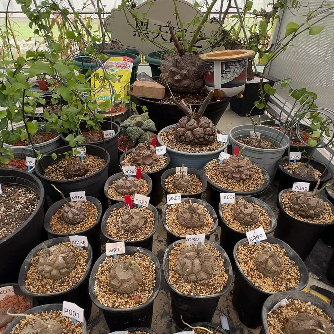 列***奇多肉植物专拍 一物一拍 南非龟甲龙057