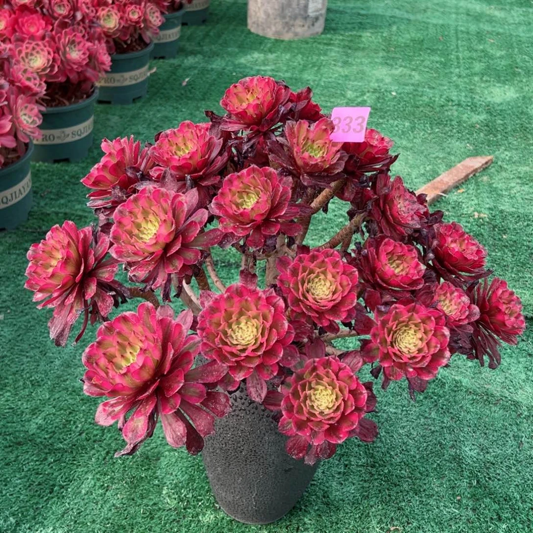 333黄花梨法师多肉植物