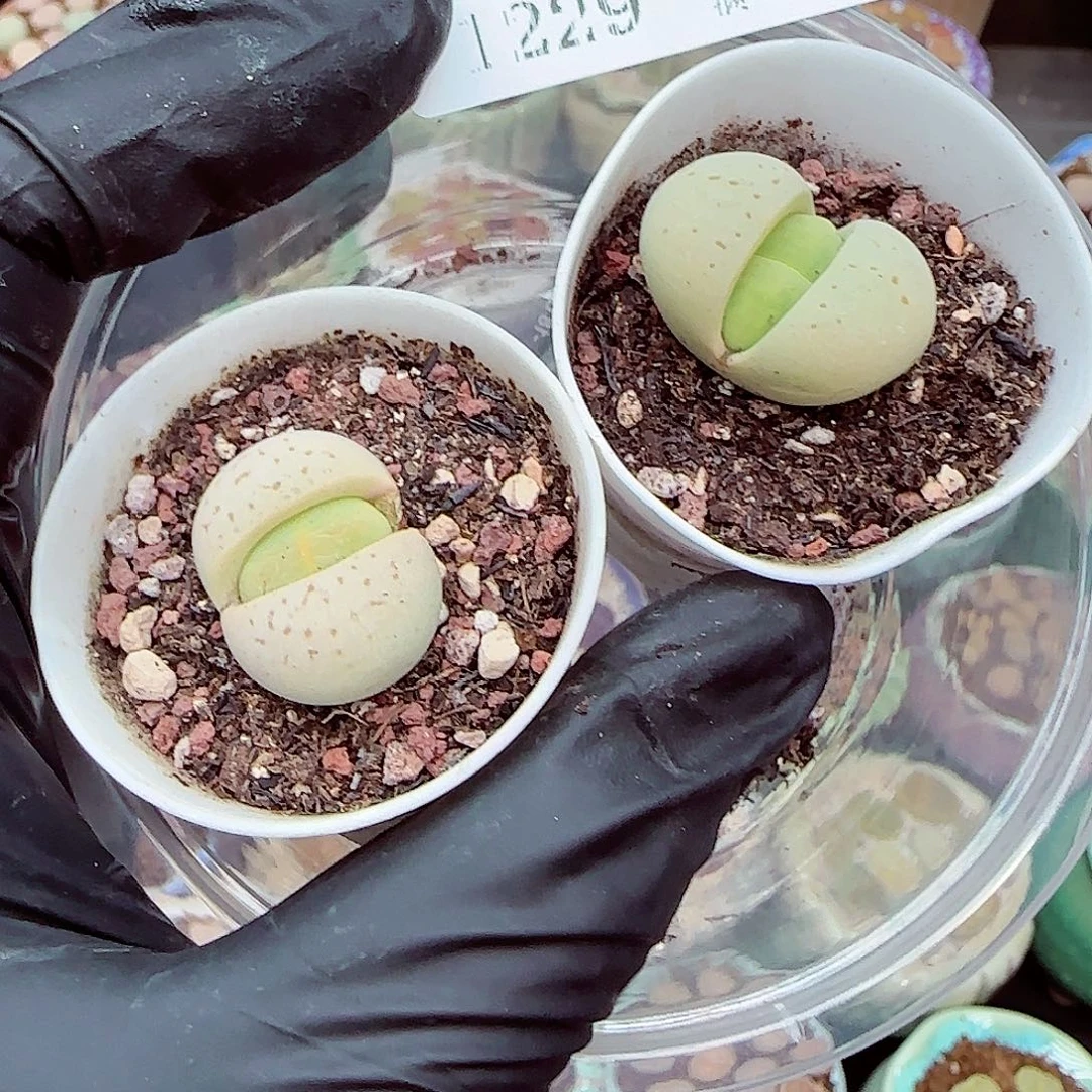 生石花满18包邮1229-44