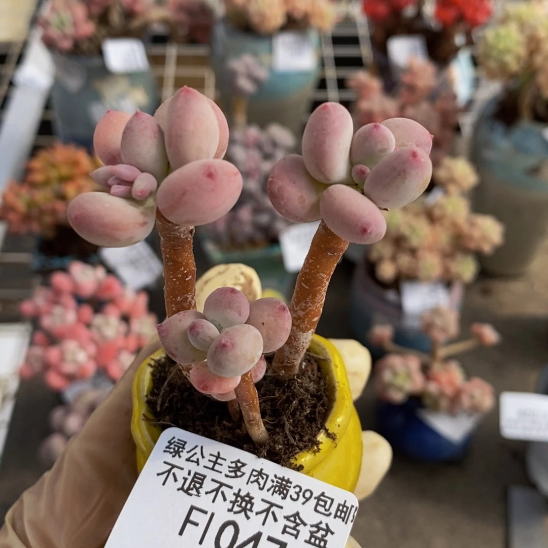 苹果奶047/5cm的肉