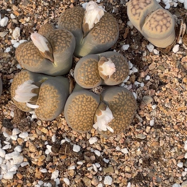 非偏远满20包邮813