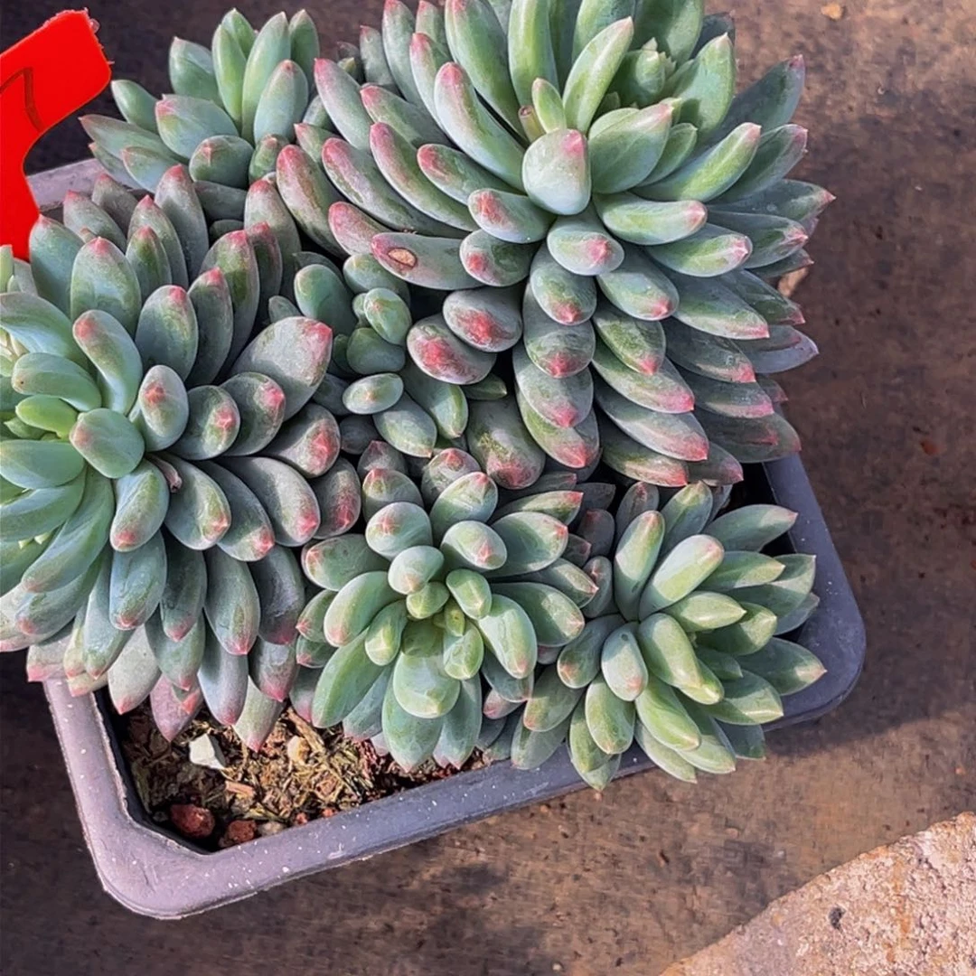 2647号上午多肉植物群生多肉植物