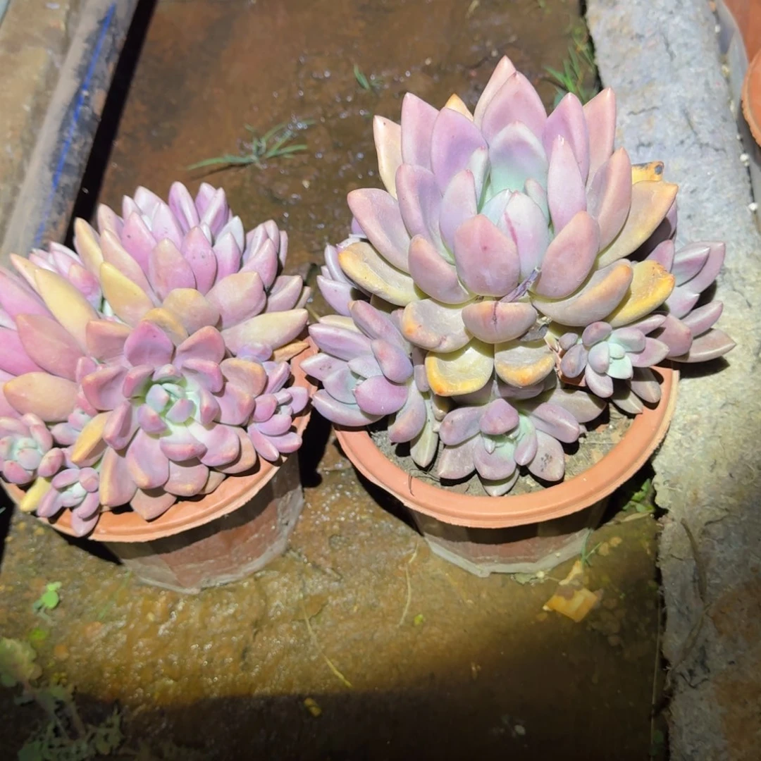 刺***君2个桃花源多肉植物