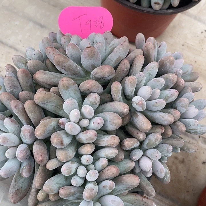 大叶汤圆多肉植物群生928