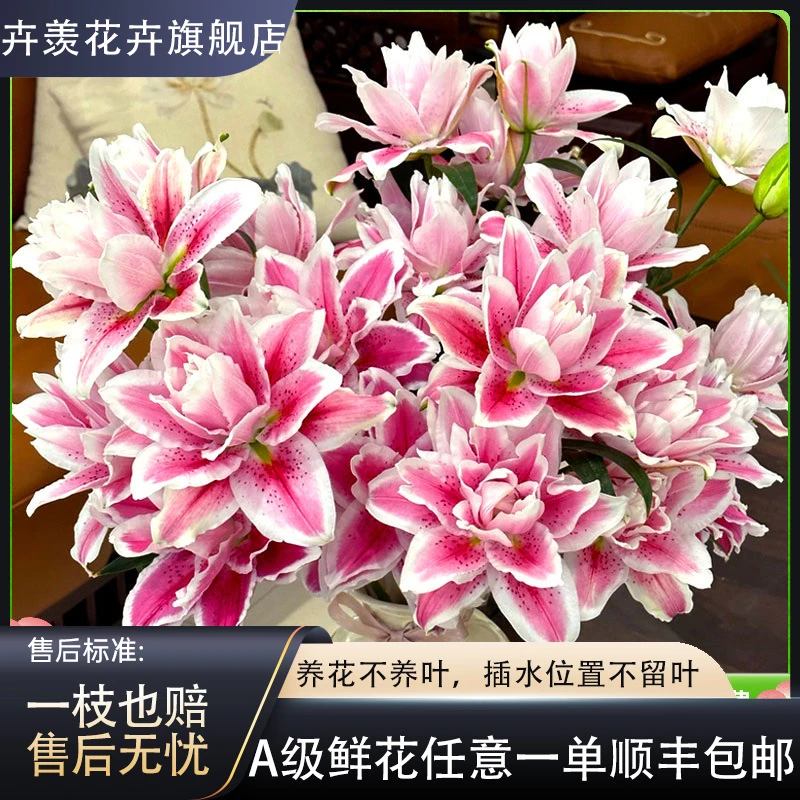【一品花集】【火星之恋】重瓣百合夏季好养 全场任意鲜花满两单包邮
