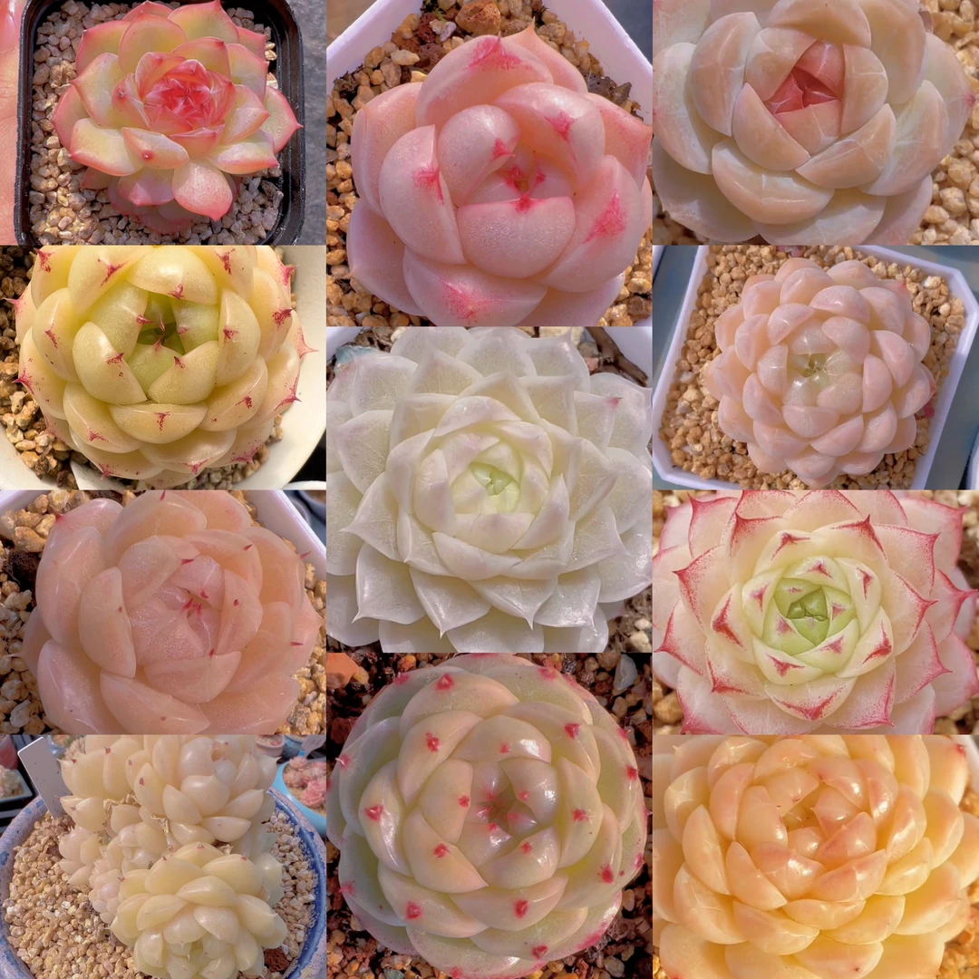 六，星冰乐多肉组合套餐一物一拍默认脱土裸根发十九.九不包整散