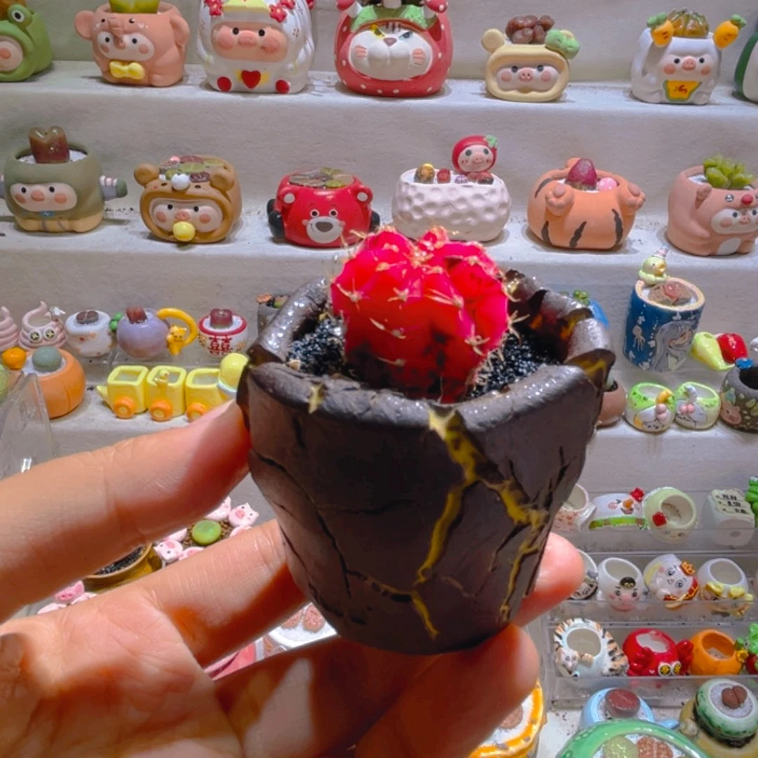 043肋骨牡丹锦带盆土一套68