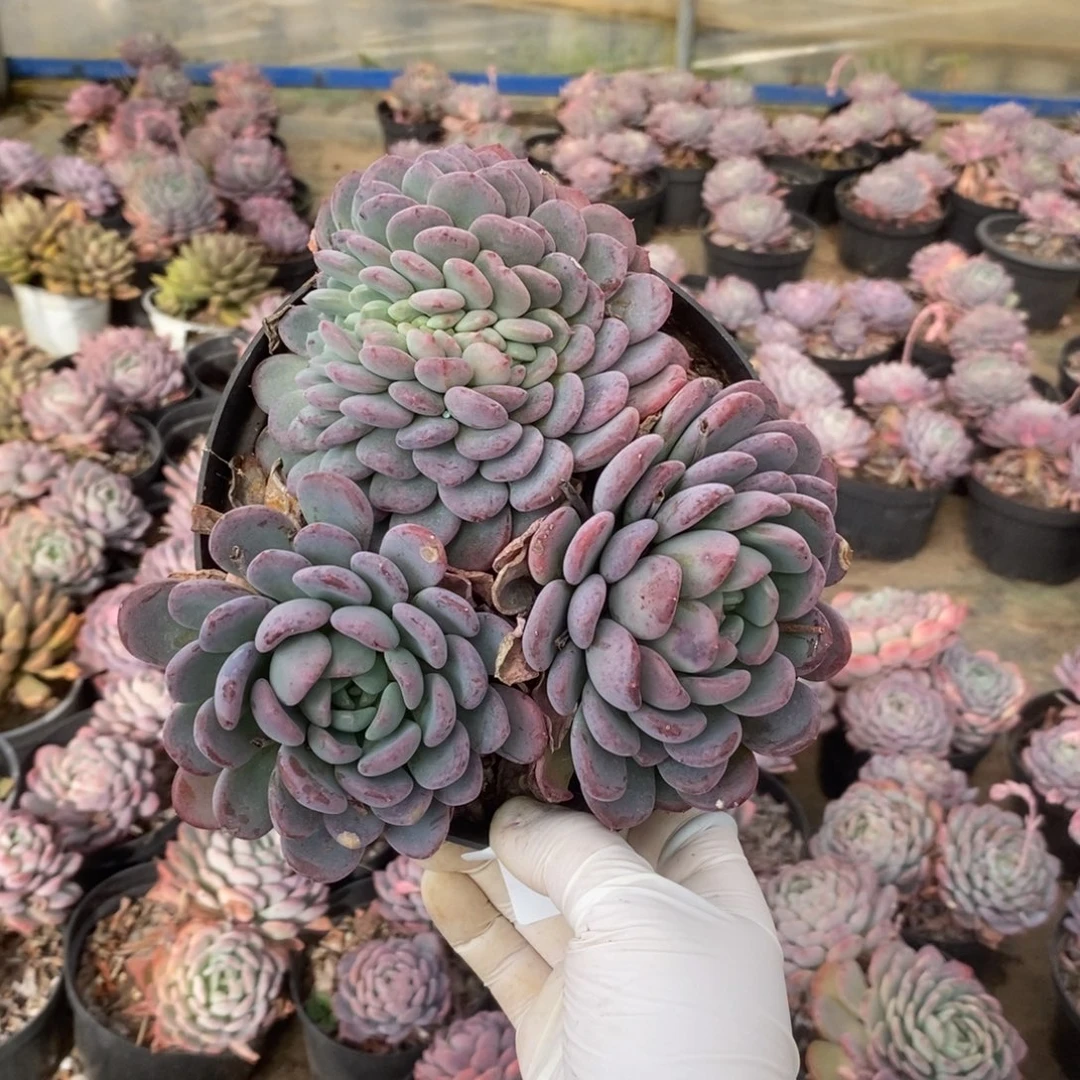 5095玛瑙缀化一物一拍