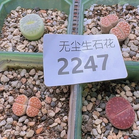 22474盆组合特价带盆土发货
