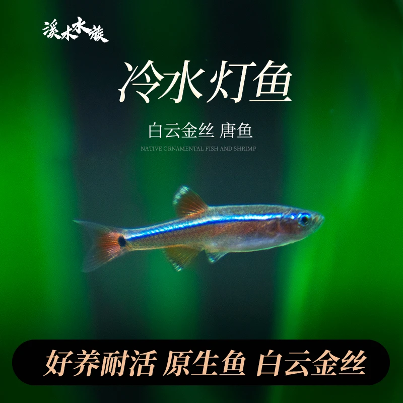 白云金丝鱼冷水灯鱼小型冷水鱼白云金丝皮实耐养小型观赏鱼草缸鱼