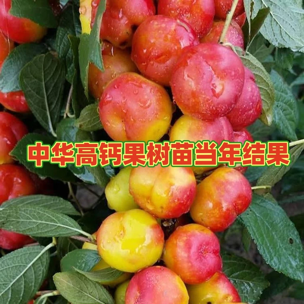 中华高钙果树苗 生长快产量高 耐寒耐热 适合南北方庭院种植