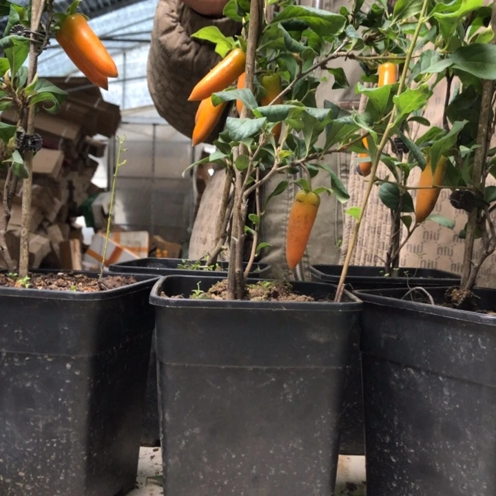 无花朵老鸭梦之那