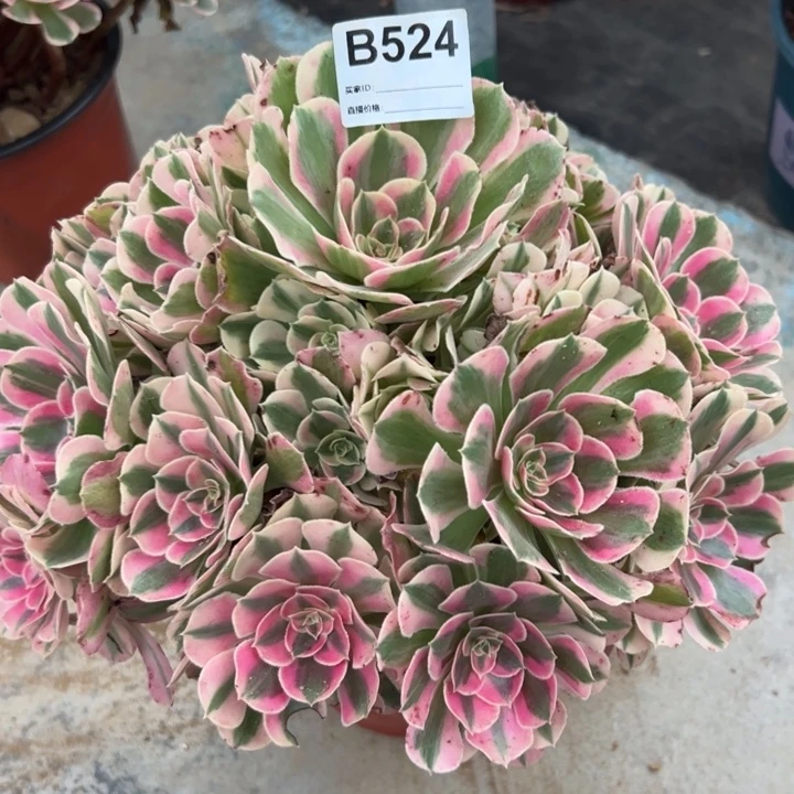 524布加迪26厘米左右