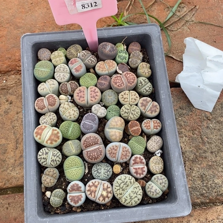 爱***啥生石花等植物的8312