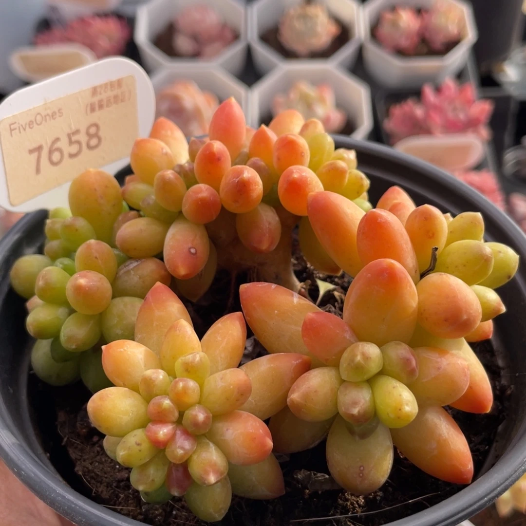 黄香蕉7658-10.5厘米