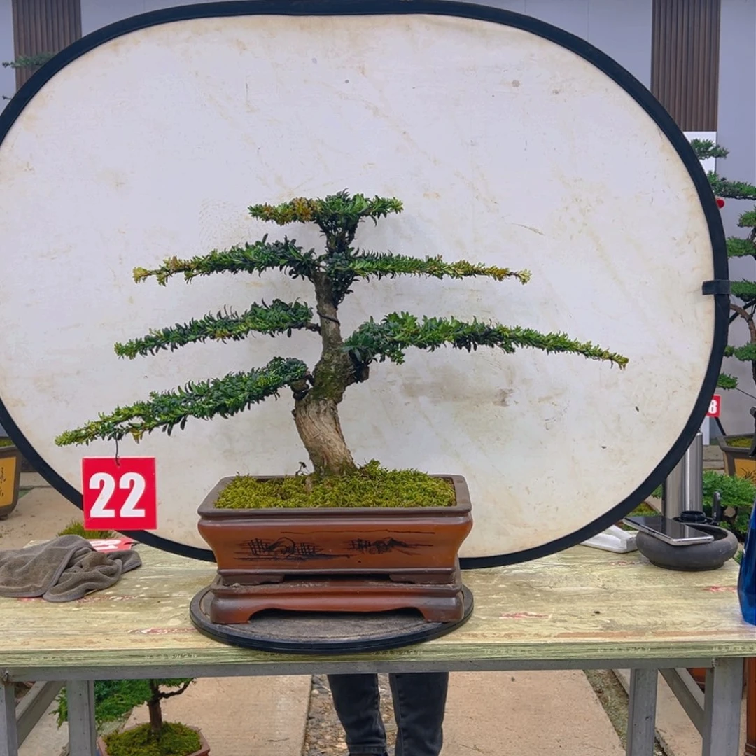 盆景红芽菊花罗汉松